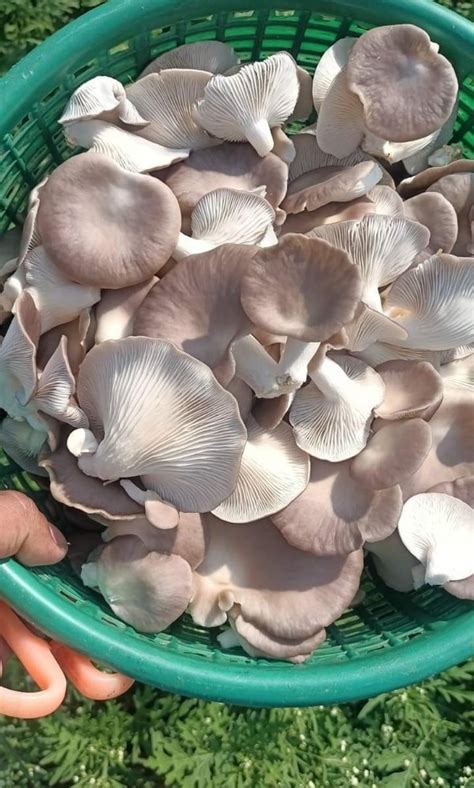 Maharashtra Sajoor Caju Grey Oyster Mushroom At Kg In Solapur