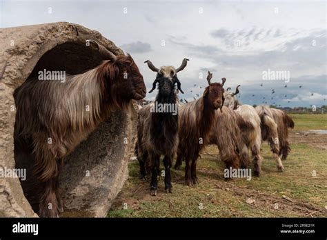 Srinagar India Th June Goats Are Seen On Sale At A Livestock