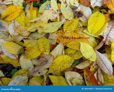 Scattered Leaves Stock Photos Download 8545 Royalty Free Photos