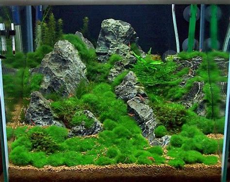 Cladophora Aegagropila Mosbal Stuks Welkom Bij Aquarium Planten