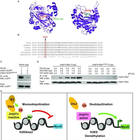 Deltex2 Represses MyoD Expression And Inhibits Myogenic Differentiation