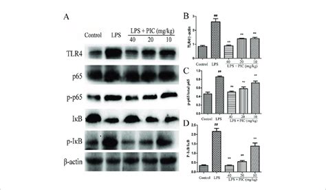 The Activation Of Tlr Nf Kb Pathway In Lung Tissues A Tlr Nf Kb