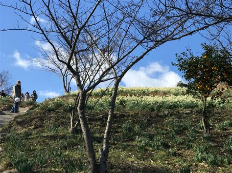 福山港発着モニターツアー六島水仙ツアー 参加者募集のお知らせ｜お知らせ｜またたび笠岡。 笠岡市観光協会