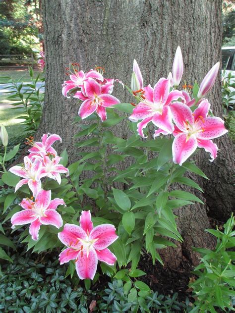 Stargazer Lilies Around My Oak Treethis Gets So Wonderfully