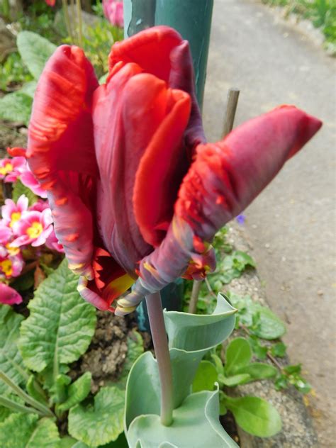 Tulipe Rococo Mon Jardin Odette Fromonteil Flickr