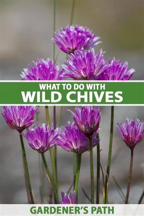 What To Do With Wild Chives Gardeners Path