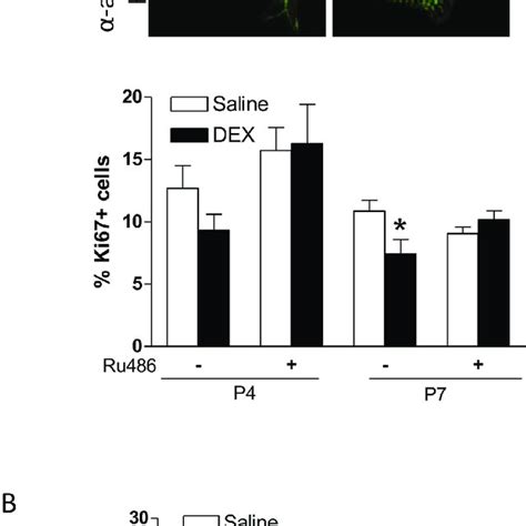 Effect Of Dexamethasone DEX On Cardiomyocyte Proliferation In