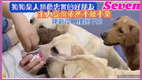 拉布拉多seven與老四2022 6 30直播 ️💕labrador Seven寵物拉拉 老四 Queenlee賽文 小迷糊