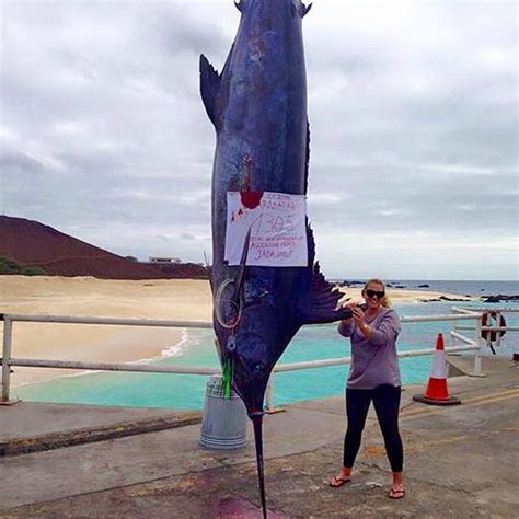 Angler Reels In World Record Breaking 1305 Pound Blue Marlin Photos