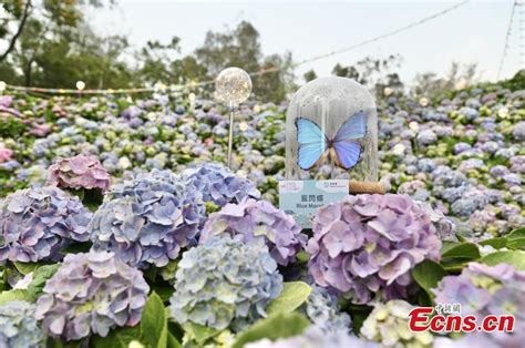 Hong Kong Flower Show Kicks Off 2 People S Daily Online