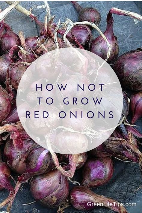 Here Is A How Not To Guide To Growing Red Onions