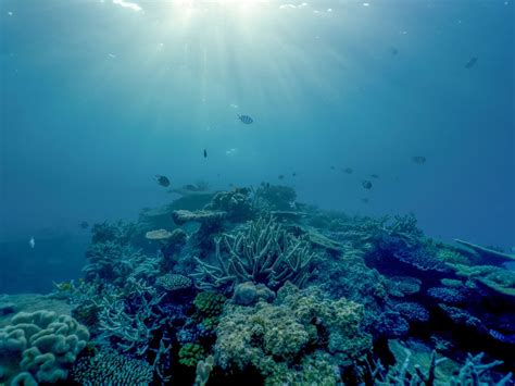 Come Il Riscaldamento Oceanico Influisce Sui Coralli National Geographic