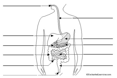 Syst Me Digestif Diagram Quizlet