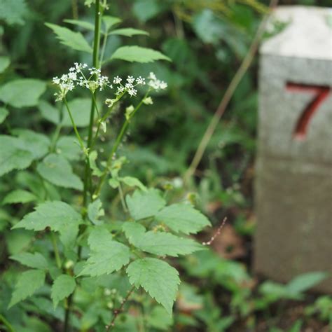 ostericum sieboldii