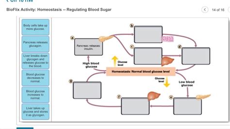 Solved BioFlix Activity Homeostasis Regulating Blood Sugar Chegg