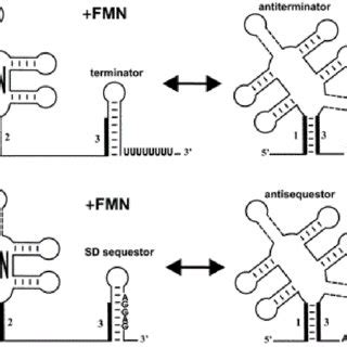 FMN Riboswitch in Prokaryotes. | Download Scientific Diagram