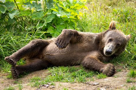 Free photo: Kodiak Brown Bear - Animal, Bear, Brown - Free Download ...