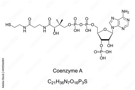 Coenzyme A, chemical formula and skeletal structure. Coenzyme, notable ...