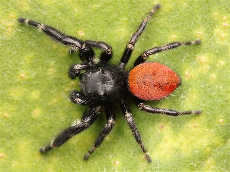 16 Black And Red Spiders With Pictures Of Each A Z Animals