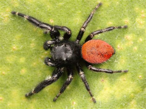 How Many Legs Do Spiders Have? 3 Interesting Facts About Spider Legs - A-Z Animals