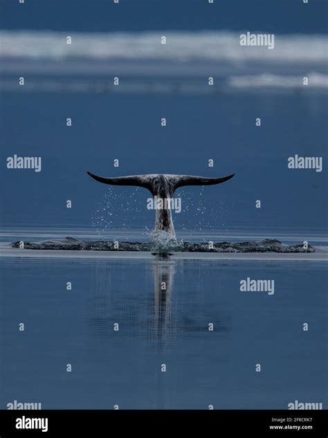 Narwhal tail dive, Pond Inlet, Baffin Island, Nunavut, Canada Stock ...