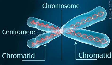 Mengenal Gen Dna Rna Dan Kromosom Biologi Kelas