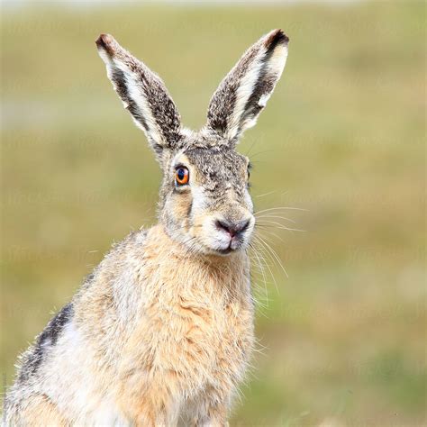 "Cute Wild Hare Looking At The Camera" by Stocksy Contributor "Marcel ...