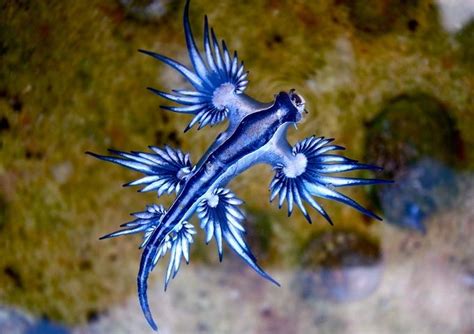 可愛い 海 の 生物