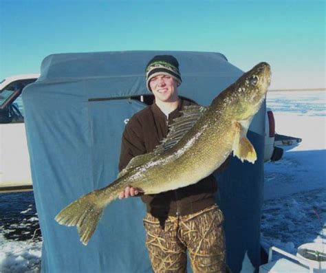 Big Fishes Of The World Walleye Sander Vitreus