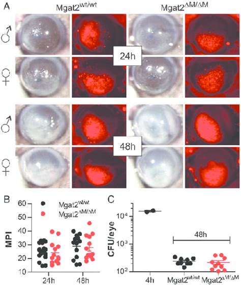 Mgat2 ΔM ΔM mice have intact innate responses to fungal infection A