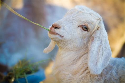 35 Funny Goat Youll Love Hd Wallpaper Pxfuel