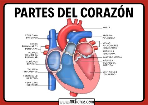 Partes Del Corazon Abc Fichas