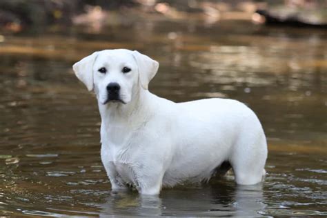 Meet Our White Lab Cyrstal Snowy Pines White Labradors