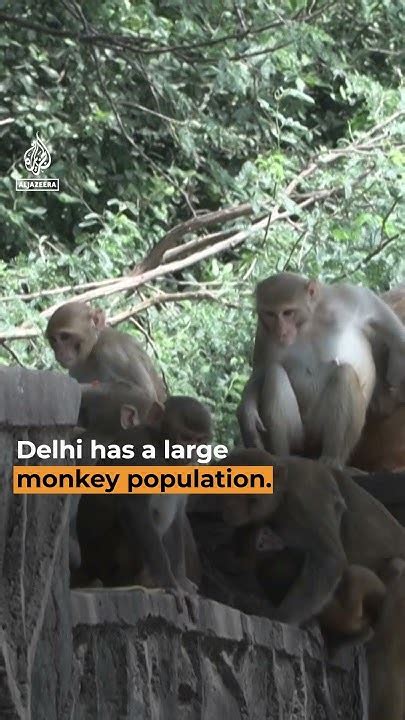 Langur Cut Outs Planted Around Delhi To Scare Off Monkeys Ahead Of G20