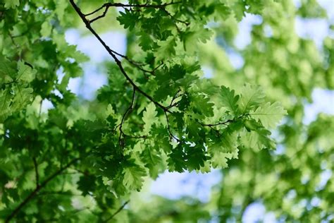 La Naturaleza Primaveral Del Gran Rbol En El Bosque De Robles Hojas