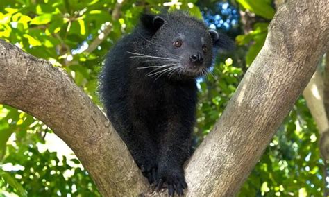 Faunatis Binturong Taksonomi Ciri Ciri Habitat Dan Status Konservasi