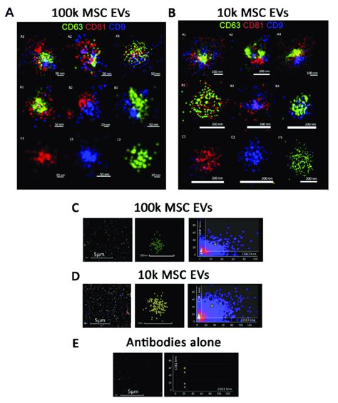 Super-resolution microscopy images. Representative super-resolution ...