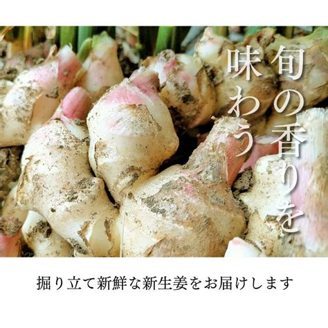 新生姜 3kg 送料無料 生姜 ショウガ しょうが 掘り立て＜10月上旬より順次出荷＞ 産地直送 農家直送 国産 野菜 食品 グルメ 大嶌屋