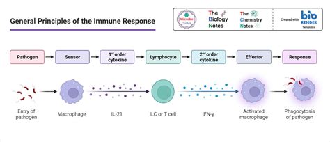 Simple Immune Response Diagram