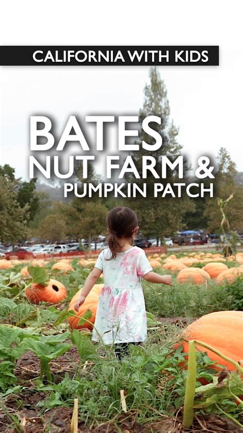 Bates Nut Farm Pumpkin Patch 2022 Califoreigners