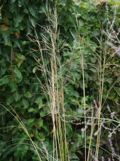 Stipa Capillata Dwerg Vedergras Bloemenpark Appeltern