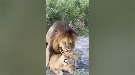 Lion Sex Lion Vs Tiger Lion King Tiger Lion Viral Tiger Youtubeshorts Youtube