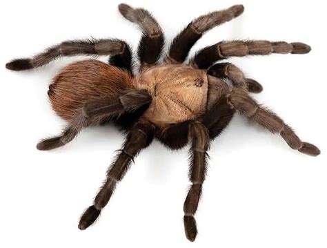 Tarantulas In Texas Usa Spiders