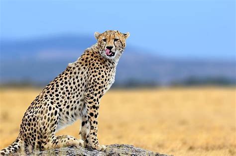 Are Cheetahs Endangered WorldAtlas