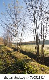 Naked Trees On Blue Sky Stock Photo Shutterstock