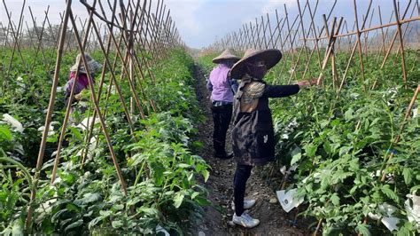 農業師傅招募｜花蓮、臺東地區農場、農民短期缺工服務｜請洽花蓮縣富里鄉農會推廣部，電話：（03）8821991、0928703738