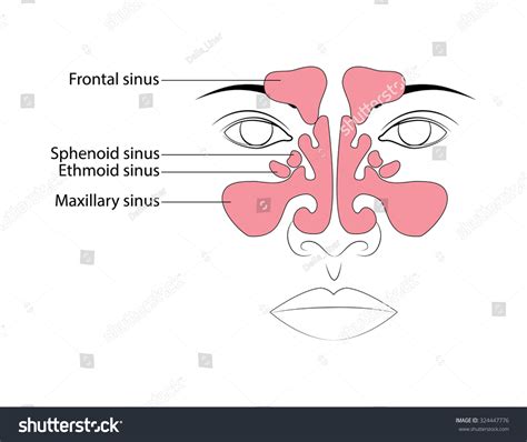 Anatomy Of The Paranasal Sinuses Tranet Biologia Ufrj Br