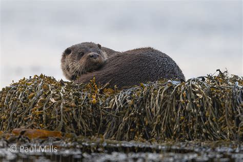 Otter Isle Of Mull Pmbrem Flickr