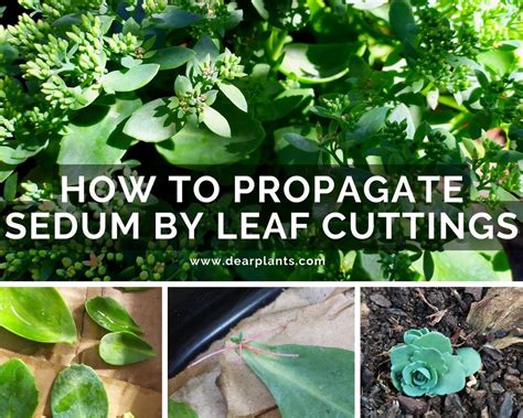 How To Propagate Sedum By Leaf Cuttings Dear Plants