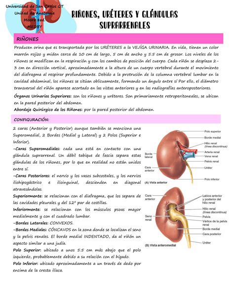 Solution Ri Ones Ur Teres Y Gl Ndulas Suprarrenales Resumen Studypool